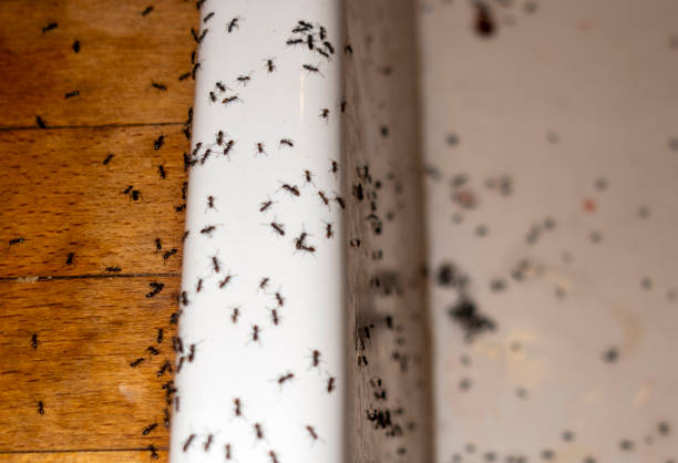 Best Flea Control Services  in Sierra Ridge, CO