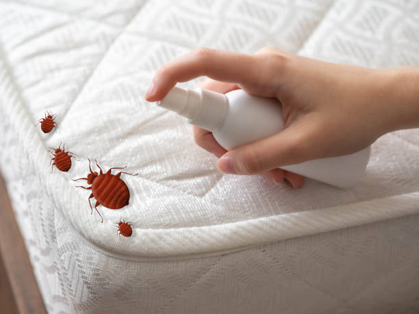 Best Pest Control Near Me  in Sierra Ridge, CO