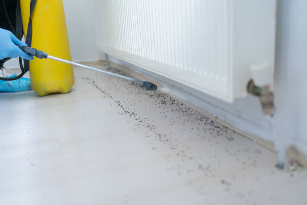 Best Insect Control  in Sierra Ridge, CO